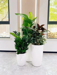 江北花木租赁方案