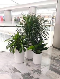 前湾绿植租摆价格实惠><div class=